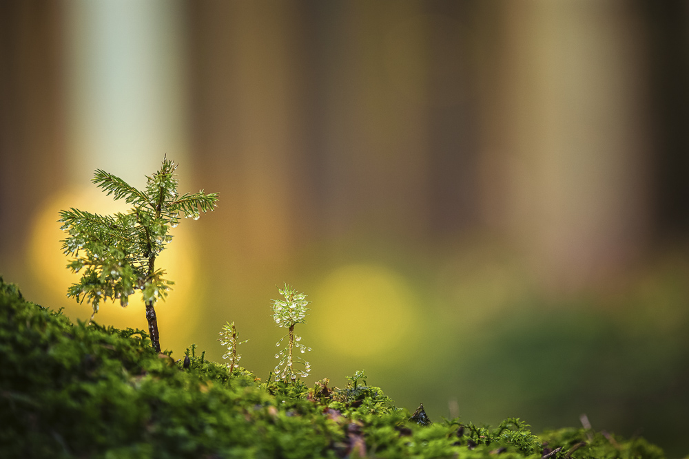 Platz 2 Conny Kleiner